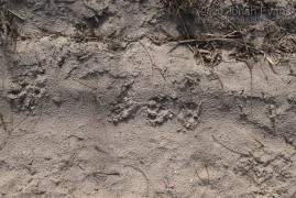 Opossum tracks