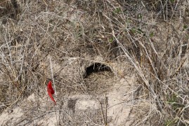 Texas tortoise burrow