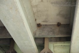 Cave Swallow Nest