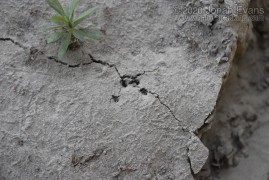 Cottontail Hind Track