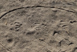 Cottontail Tracks and stop