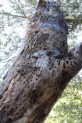 Acorn Woodpecker Holes