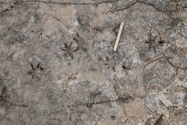 Opossum Tracks