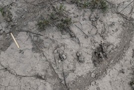 Plover Tracks
