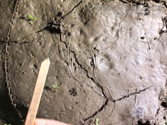 Frog Tracks