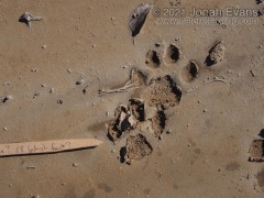 Bobcat Left Hind Tracks