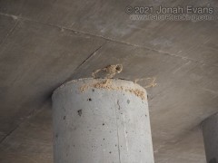 Cliff Swallow Nest