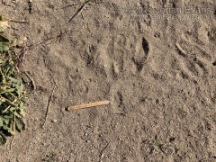 Cottontail Tracks