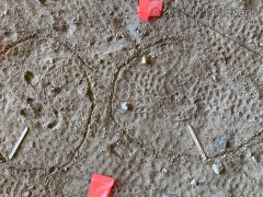 Cottontail and Deer Tracks