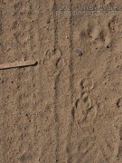 Coyote Left Hind Track