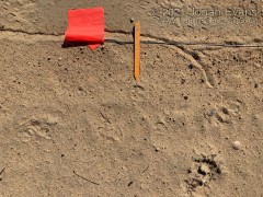Kangaroo Rat Tracks