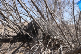 Cactus Wren Nest