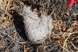Oriole Nest