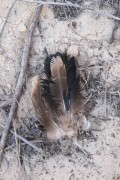 Roadrunner Tail Feathers