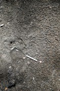 Black Bear Tracks (Injured hind foot)