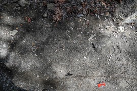 Black Bear Tracks (Injured hind foot)