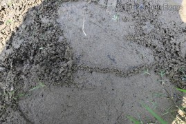 Mole Cricket Ridges