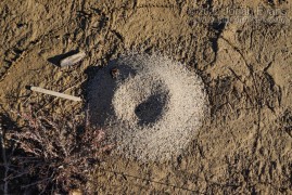 Ant Mound