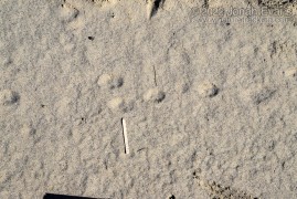 Jackrabbit Tracks