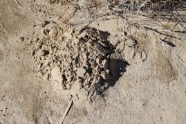 Mole Mound