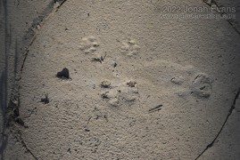 Mountain Lion and Bobcat Tracks