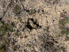 Black Bear Tracks
