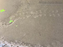 Frog Swimming Tracks
