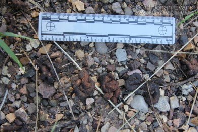 Band-tailed Pigeon Scat