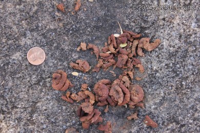 Band-tailed Pigeon Scat