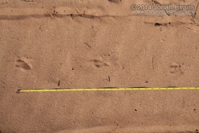 Burrowing Owl Tracks