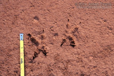 Burrowing Owl Tracks (South America)