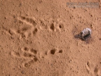 Crow Tracks and Scat