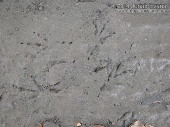 Great-tailed Grackle Tracks