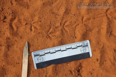 Ground Dove Tracks