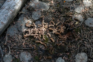 Grouse Droppings