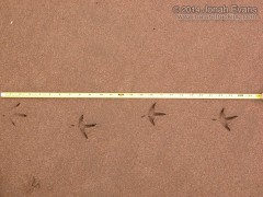 Long-billed Curlew Tracks