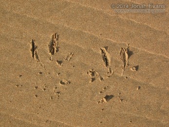 Pelican Tracks