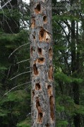 Pileated Woodpecker Sign