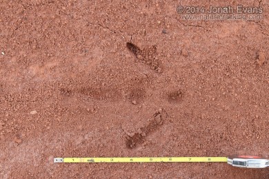 Rea Tracks (South America)