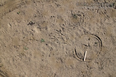 Red-tailed Hawk Tracks