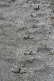 Sandhill Crane Tracks