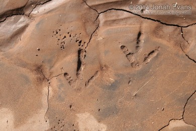 Turkey Vulture Tracks