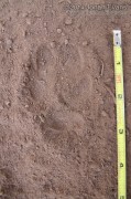 Coyote Hind Track