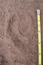 Coyote Hind Track