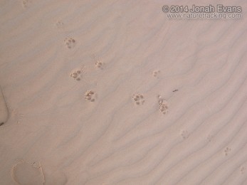 Coyote Tracks
