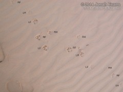 Coyote Tracks Labeled