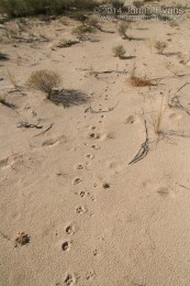 Coyote and Bobcat Tracks