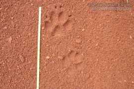 Maned Wolf Tracks