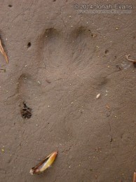 Red Fox Hind Track