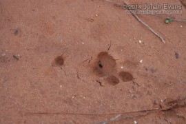 Bobcat Tracks